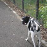Dog walking bargarran