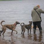 dogs wanting to swim