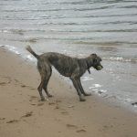 lurcher ronnie