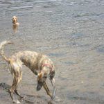 dogs being walked in erskine