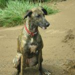 wet lurcher roxy