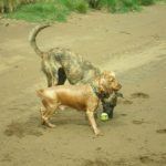 cocker spaniel and lurcher on beach