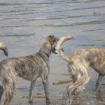young lurchers