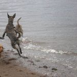 bouncing lurcher