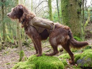 Ruby wearing her ruffwear singletrak backpack dog with first aid kit in her ruffwear singletrak backpack