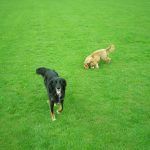 cocker-spaniel-collie-cross Dogs playing