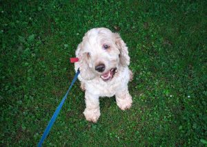A solo dog walk with Dylan!