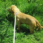 cocker-spaniel-puppies Dog walking puppy on lead