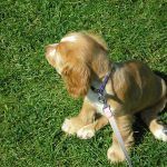 cocker-spaniel-puppy Cute cocker spaniel puppy