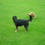collie cross and show cocker dogs playing together