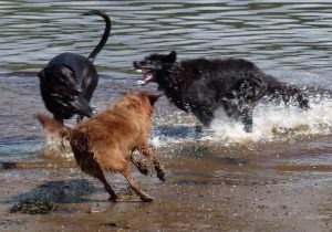 erskine dog walking