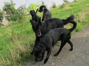 Dog walking dogs off lead