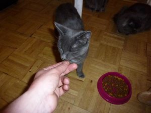 Feeding cats
