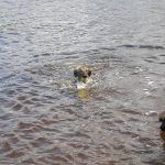 lurcher in water Lurcher swimming