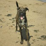 lurcher ronnie Beautiful lurcher