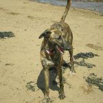 lurcher roxy Lurcher playing on sandy beach