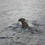 lurcher swimming Lurcher swimming