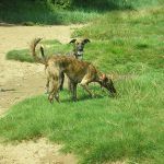 lurchers beach Lurcher sisters