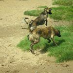 lurchers beach (2) Lurchers chasing ball