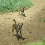 lurchers sand Walking lurchers in Erskine