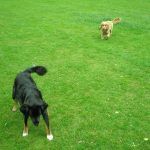 robertson park renfrew Dog walking in Robertson park