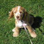 show-cocker-puppy Puppy sitting Penny