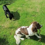 Dog walking in Langank