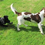 Dog sitters in Langbank