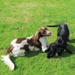 Liver and white spaniel playing with black cocker spaniel puppy