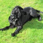 Working spaniel puppy