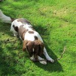 Spaniel chewing stick