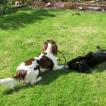 dogs playing with stick in Langbank, Renfrewshire