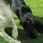 Black working cocker puppy playing with springer spaniel