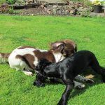 Dogs playing in Langbank