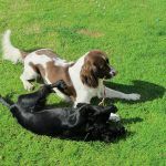 Black working cocker spaniel puppy