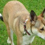 Mongrel dog