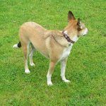 Walking dogs at KGV in Renfrew