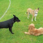 Dogs playing in the KGV in Renfrew