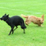 Cocker spaniel chasing black dog