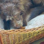 22 Give treat to dog!