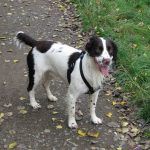 Spaniel