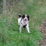 Happy dog in Erskine