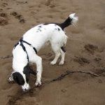 Spaniel playing with stick on beach