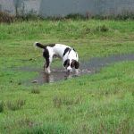 Spaniel drinking from a puddle