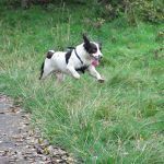 Liver and white springer spaniel running