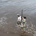 dog playing with stick in Clyde