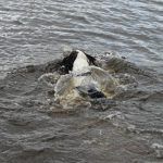 Spaniel swimming in river clyde