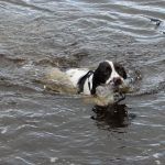 Springer spaniel swimming with bottle