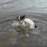 Working springer spaniel swimming