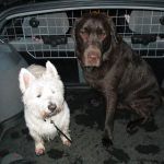 Harris and Clover Labrador and West highland terrier sitting in the boot of dog walking car